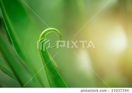 Bird nest fern rainforest green nature background 33937394