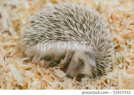 Hedgehog lazy cute exotic sleeping on wooden 33937432