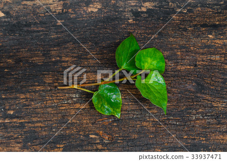 Houttuynia Cordata Fish plant or Plu Kaow 33937471