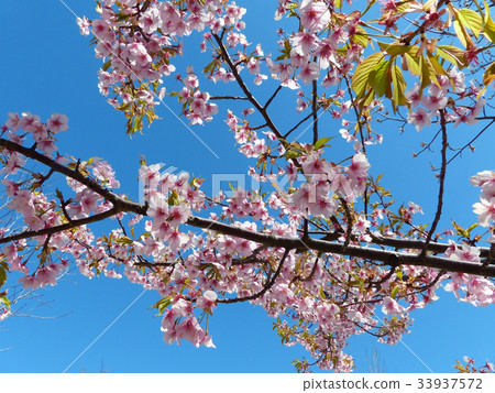 Kawazu cherry tree Kawazu cherry tree 33937572