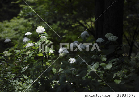 hydrangea hydrangea 33937573