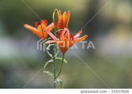 Falconry Falconry 33937609