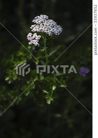 亞羅 亞羅 33937652