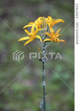 淡黃色malnari 淡黃色malnari 33937653