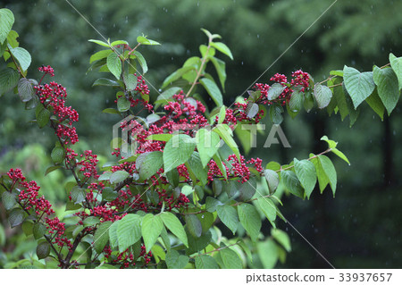 納納斯吵架樹 33937657