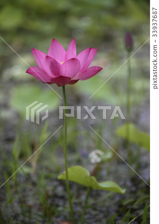 蓮花 蓮花 33937687
