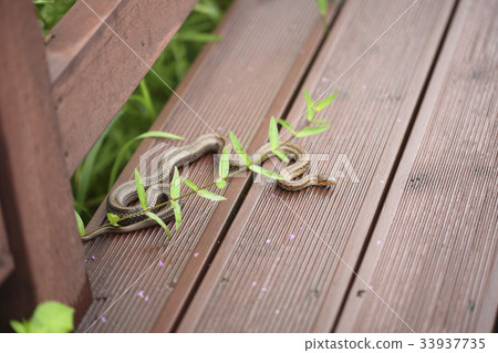 snake 33937735