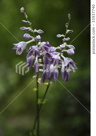 Rabbit Rabbit 33937740