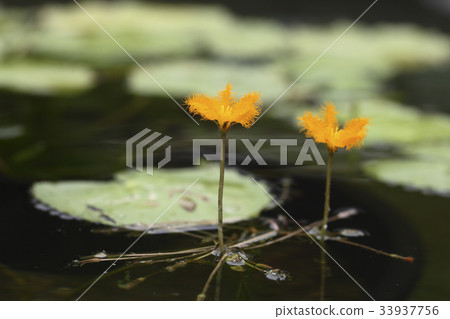 一朵蓮花 33937756