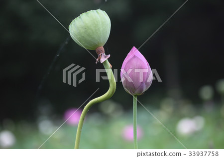 蓮花，飯糰 33937758