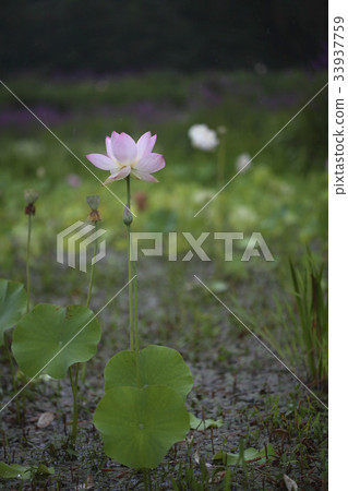 Lotus 33937759