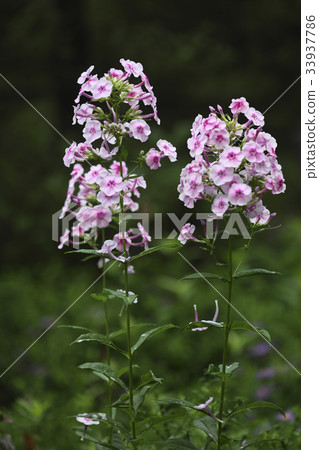 phlox phlox 33937786