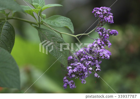 heliotrope heliotrope 33937787