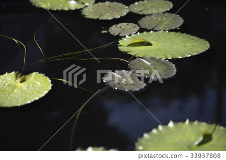 Water lily leaf 33937808