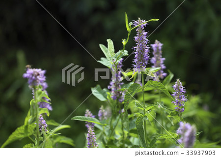 藿香 藿香 33937903