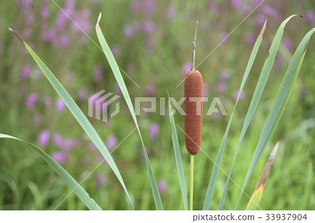 零件 零件 33937904