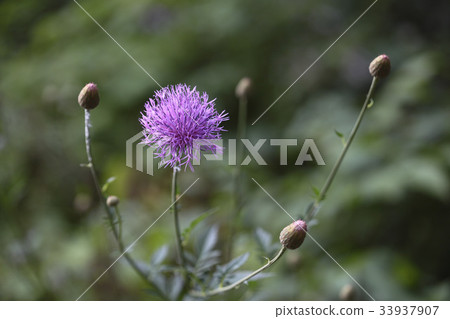 Mountain spleen Mountain spleen 33937907