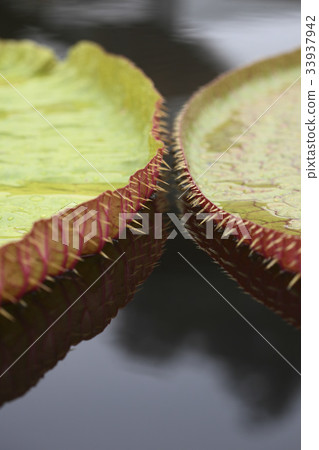 大秋天的城市葉子 33937942