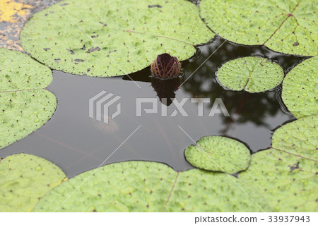 棘手的葉子 33937943