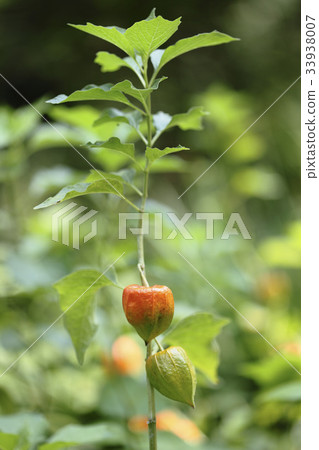 ground cherry ground cherry 33938007