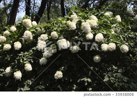 Tree hydrangea Tree hydrangea 33938008