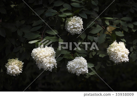 樹繡球花 33938009