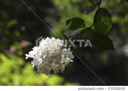 Tree hydrangea 33938010