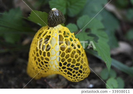 黃蘑菇 黃蘑菇 33938011