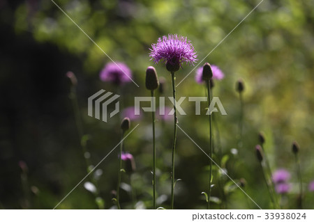 Mountain spleen 33938024