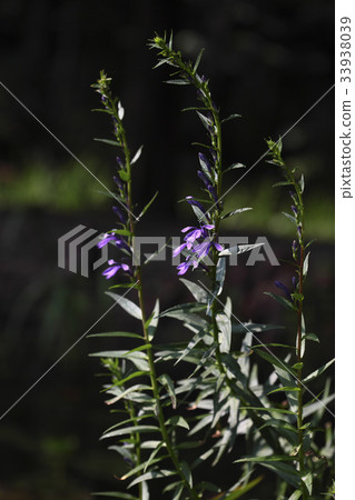 沙參triphylla號 沙參triphylla號 33938039
