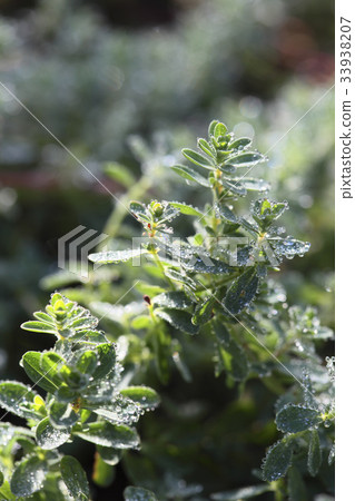 St. John's Wort 33938207