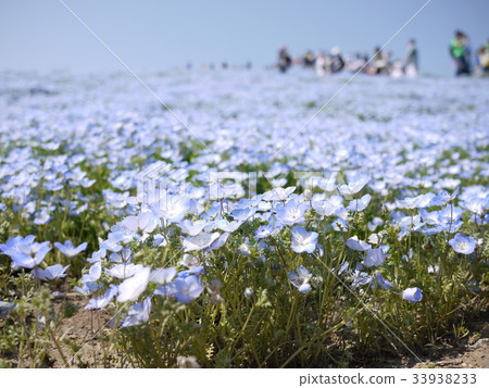 Nemophila 33938233