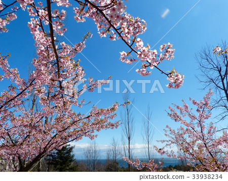 Akashi Strait Park where Kawazu cherry blossoms bloom 33938234