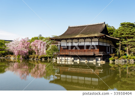 天堂金谷支櫻花 天堂金谷支櫻花 33938404