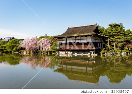 天堂金谷支櫻花 天堂金谷支櫻花 33938407