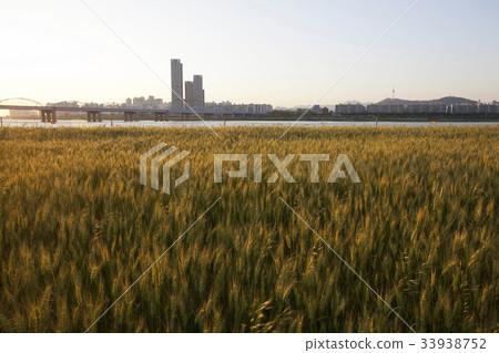 Barley field, N Seoul Tower, Ichon rex, Jongae Bridge, Seorae Island, Namsan, Yongsan-gu, Han River, Seoul 33938752