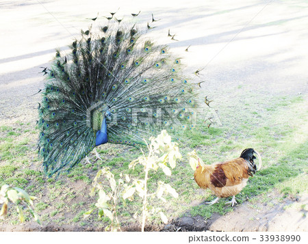 Peacock opening 33938990
