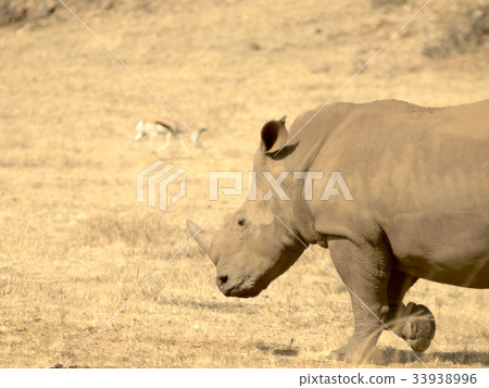 Rhinoceros head 33938996