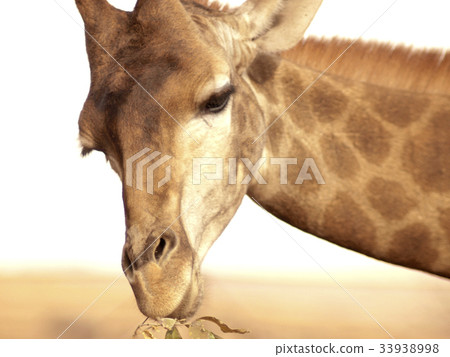 Giraffe head close-up 33938998