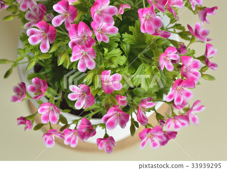 Pink flowers 33939295