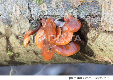 Mushrooms on the tree 33939380