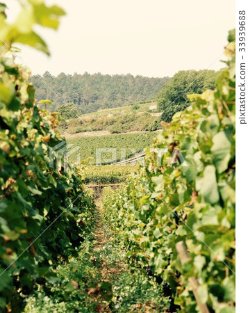 Wineyard, Beaune, France 33939688
