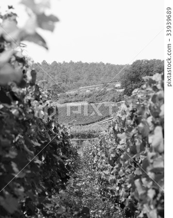 Wineyard, Beaune, France 33939689