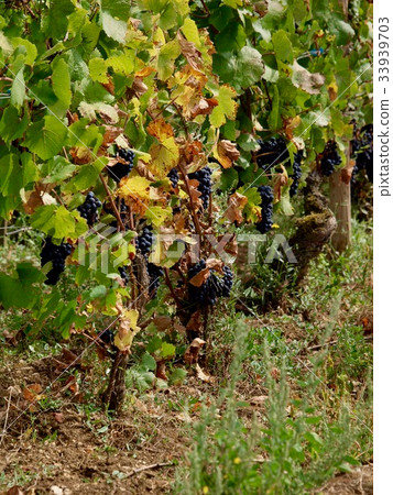 Wineyard, Beaune, France 33939703