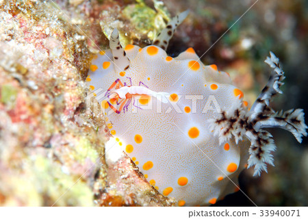 Competitive sea slug, sea slug clown 33940071