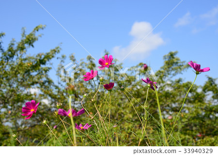 Cosmos field Cosmos and blue sky 33940329