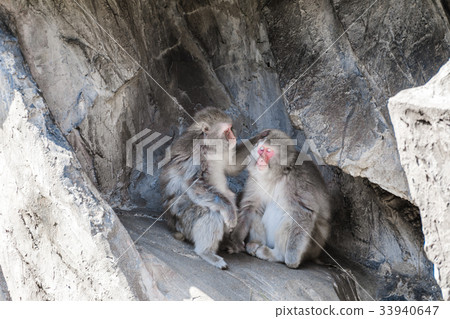 Japanese macaques 33940647