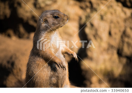 Prairie dog 33940650