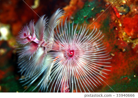 大旋鰓蟲 大旋鰓蟲 33940666