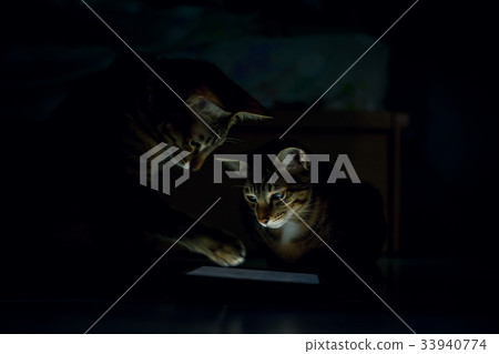 cats in a dark room cats in a dark room 33940774